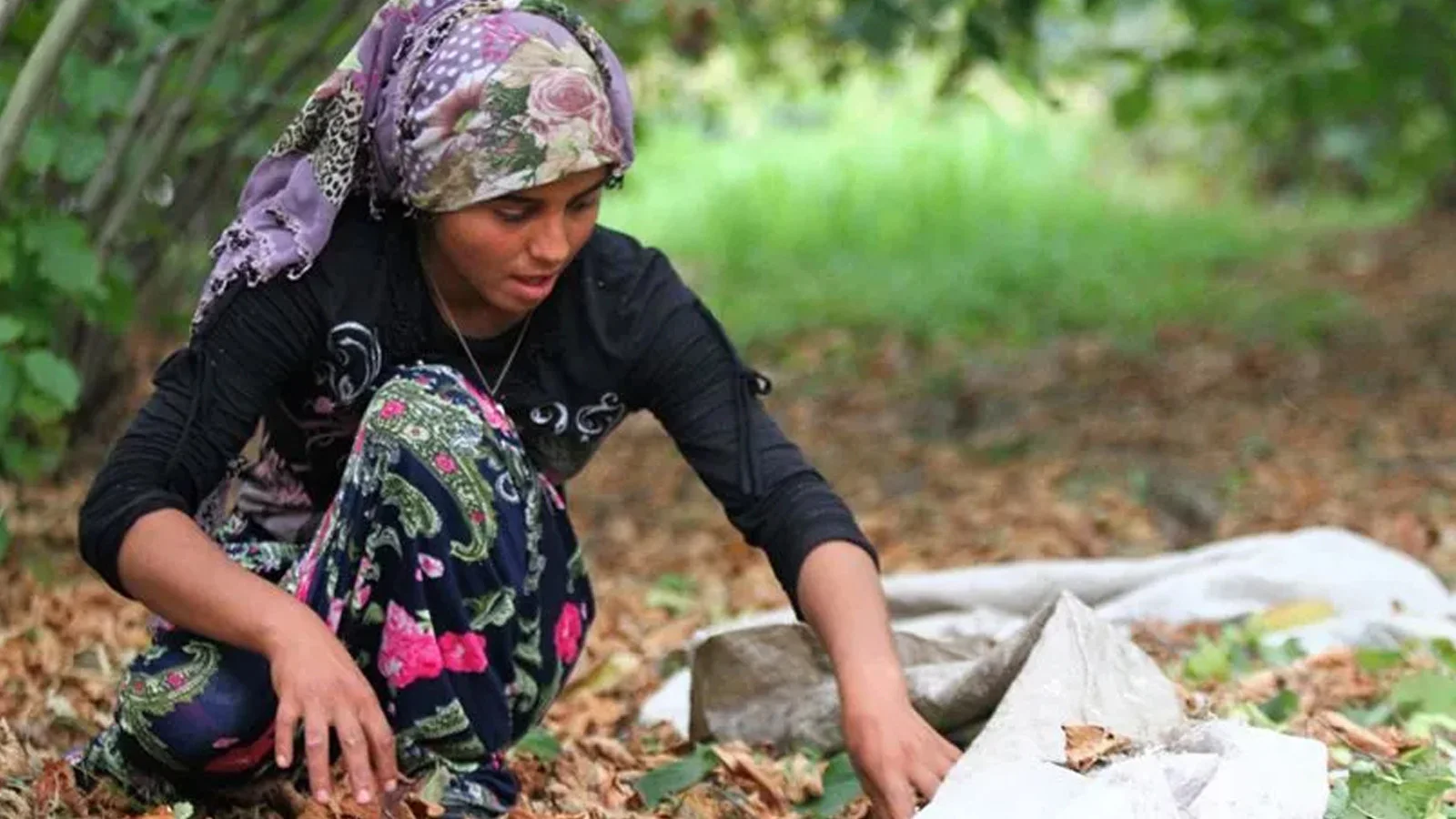 Ordu’da fındık işçisinin günlük yevmiyesi 1.750 TL oldu