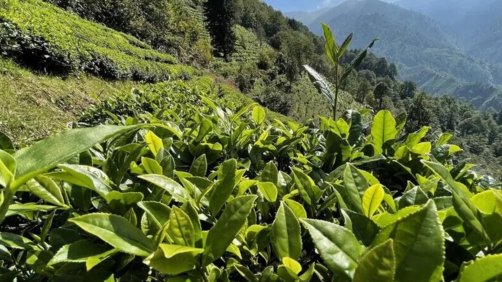 ÇAYKUR'da ikinci sürgün yaş çay alımları bugün sona eriyor